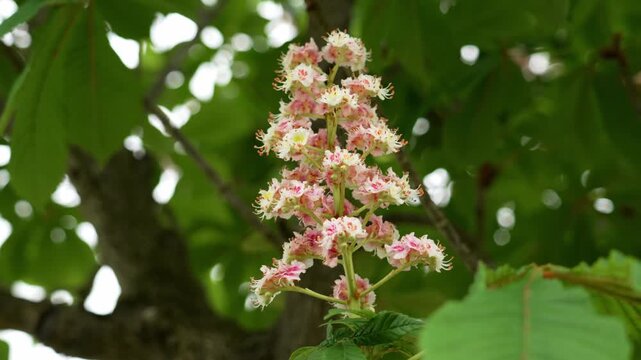 Blooming horse chestnut inflorescence with pink and white flowers on green foliage background in natural daylight