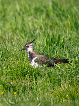 northern lapwing (Vanellus vanellus) 