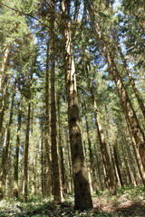 Fototapeta premium Bois de pins