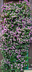 Obraz premium Close up of pink marguerite daisy with its leaves, made into a decorative flowering plant, mostly in an outdoor garden. Daisy flower nature photography.