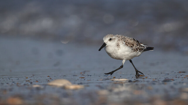Sanderling shorebird scampering around on the beach in the surf searching for prey. 