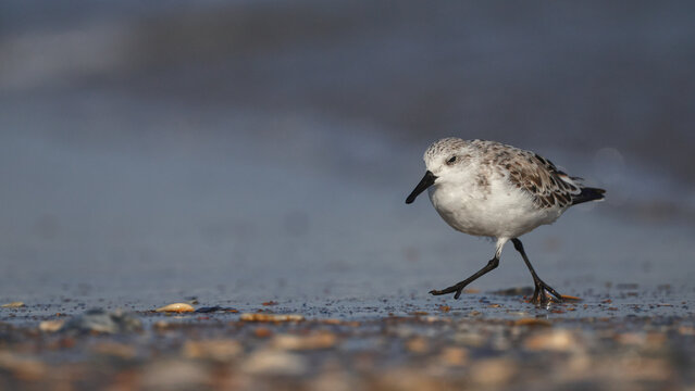 Sanderling shorebird scampering around on the beach in the surf searching for prey. 