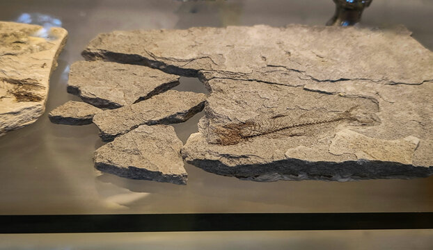 Ancient fish fossil embedded in sedimentary