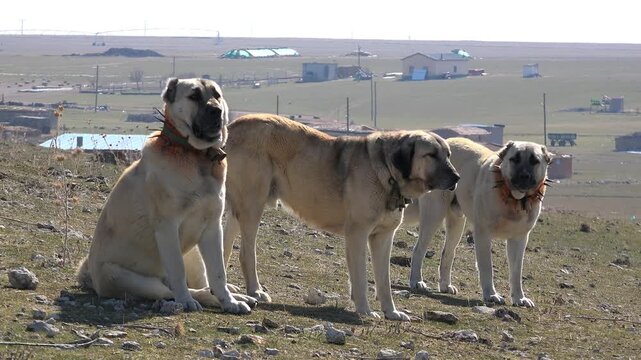 Strong white cream Kangal Karabash Anatolian Shepherd dog standing proudly in open meadow. Powerful livestock guardian breed shows muscular body calm stance and natural rural environment.