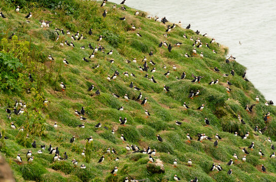 Large colony of Atlantic Puffins on the cliffs of Dyrholaey