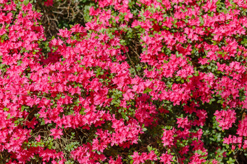 Fototapeta premium Bright pink flowers bloom in a garden on a sunny day in spring, attracting bees and butterflies to the vibrant scene