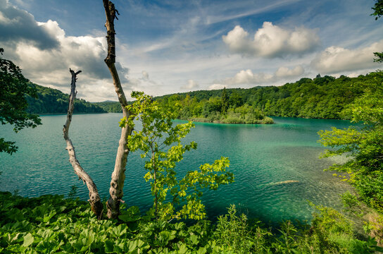 Plitvice lake view with dead trees in foreground