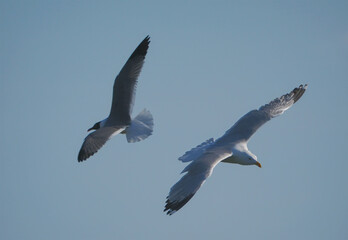 Obraz premium Seagull soaring in the ocean air against deep blue sky. 