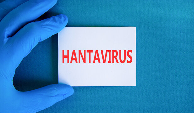 Hantavirus medical words symbol. Concept words Hantavirus on beautiful white card. Beautiful blue background. Doctor hand. Blue glove. Medical Hantavirus concept. Copy space.