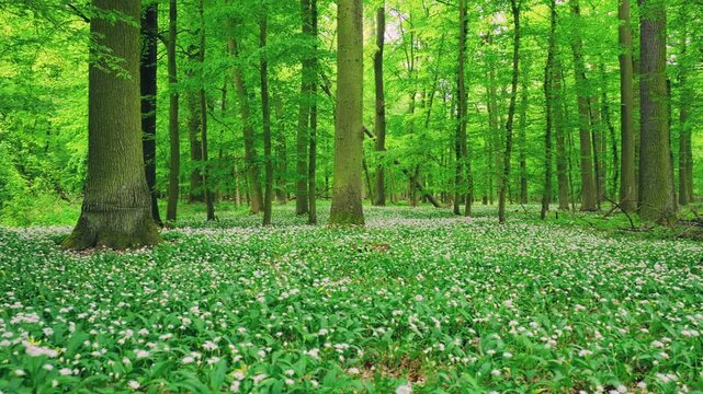 Smooth cinematic flight through lush green spring forest covered with blooming wild garlic flowers. Fresh vibrant vegetation, natural woodland atmosphere and seasonal renewal in European forest.