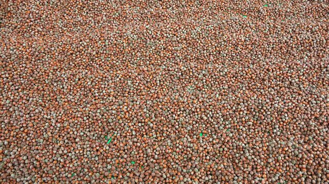 Shelled brown hazelnuts stacked closely for drying and farm processing aloft overhead. Harvested crop highlights agricultural product, agricultural storage, and habitat context.