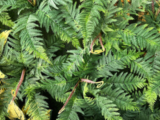 Close up of decorative plants of aglaonema and fern leaves or fronds. Both are flowering plant used for garden decoration, shrubs, and vertical garden. Famous leaves worldwide. © TMR Studio