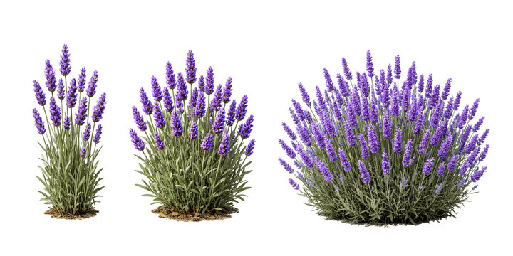 lavender flowers bush iisolated on white background