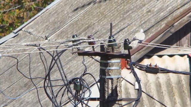 Wild pigeon sits on electrical wires near concrete utility pole. Telephoto footage shows bird balancing on power lines against wooden rooftop. Detailed view of insulators and tangled cables 
