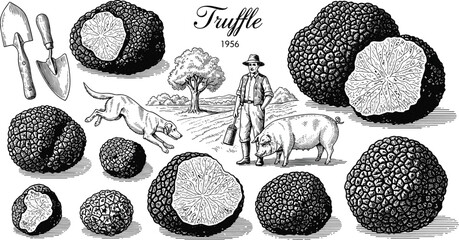 Truffle hunting vector illustration featuring truffles, pig, dog, tools, landscape, and traditional culinary fungi gathering © MdJillur
