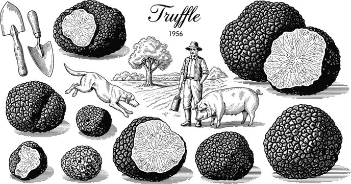 Truffle hunting vector illustration featuring truffles, pig, dog, tools, landscape, and traditional culinary fungi gathering