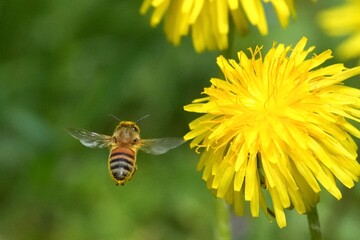abeille à gauche et fleur de pissenlit © franz massard
