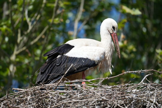 cigogne couve ses petits dans son nid