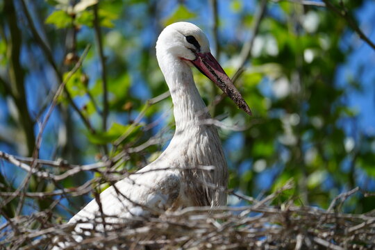 nid de cigogne