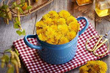 Dandelion flowers collected in spring in a blue pot © Madeleine Steinbach