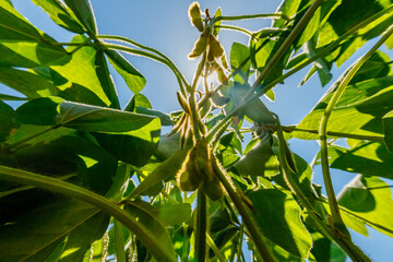 Naklejka premium Sunlight filters through green soybean plants in a field during a clear day in late summer