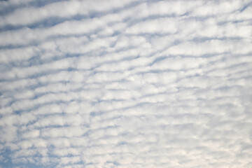 Blue sky filled with white altocumulus clouds © Mubinuddoula
