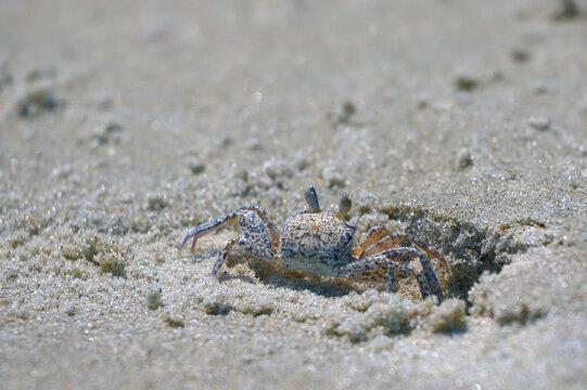 Sand crab scampering and tunneling along beach sand. 