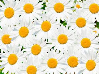 Fototapeta premium White chamomile flowers forming a natural floral background. Beautiful pattern of wild daisies in a meadow. Summer botanical texture for nature wallpaper and spring greeting card design.