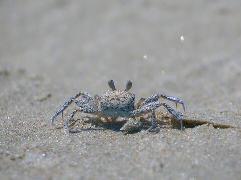 Sand crab scampering and tunneling along beach sand. 