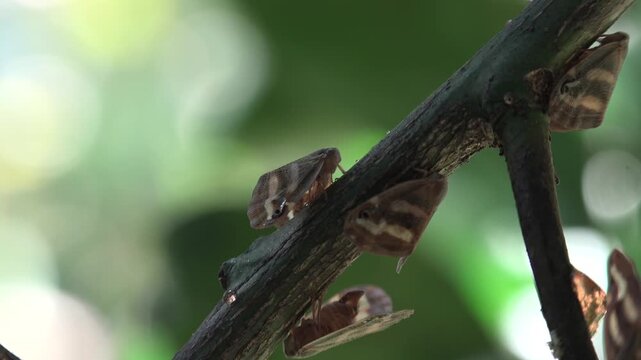 Swarm of Ricaniidae planthopper pests infesting green agricultural plant leaves crop. Africa region highlights asia region, biological infestation, and ecosystem imbalance.