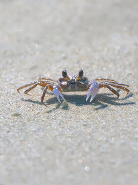 Sand crab scampering and tunneling along beach sand. 