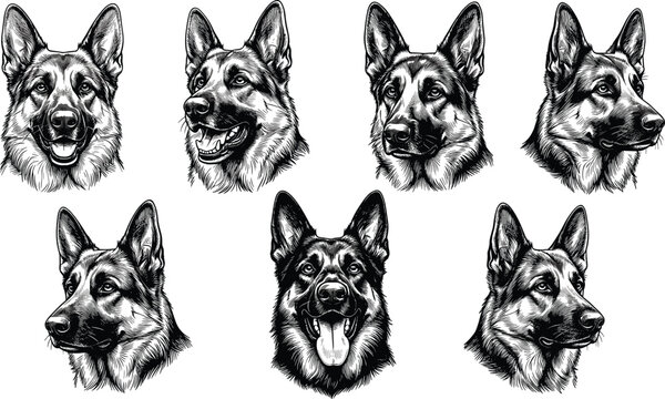 Vintage German Shepherd Dog Portrait Set Featuring Detailed Engraving Style Head Sketches for K9 Training Units, Police Dog Logos, Pet Memorials, and Kennel Club Branding Designs