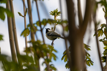 View through branches of a small songbird © Claudia Evans 