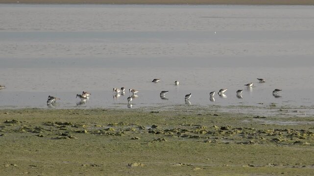 Crowded flock of ruff waterfowl birds gather along mossy lakeshore in open treeless wetland habitat. Wildlife scene shows Calidris pugnax feeding and resting near shallow water edge.