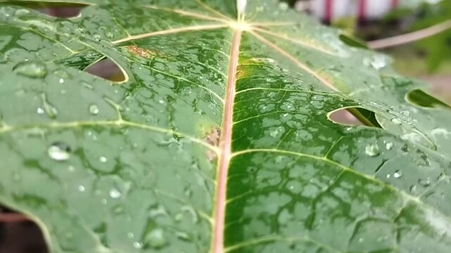 The video features a detailed view of a leaf surface covered with water droplets, captured from a stable close-range perspective. The droplets vary in size and are spread across the patterned veins.