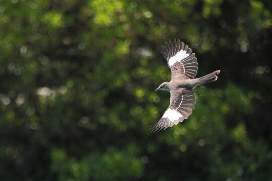 Mockingbird inflight capturing fly in sky against blurry background. 