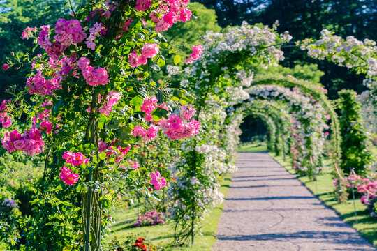 Colorful rose garden path with floral arches in summer light at a public park