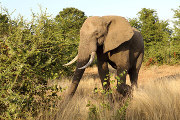 Obraz premium Afrikanischer Elefant / African elephant / Loxodonta africana