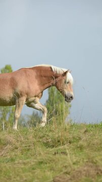 Side view of brown Haflinger horse walking in a meadow on a pasture in the rural countryside  in Germany, Europe, slow motion vertical video
