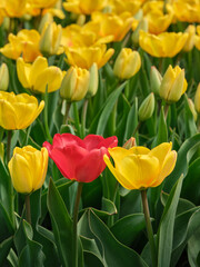 Fototapeta premium Red tulip standing out among yellow tulips in a spring flower garden, creating a natural floral scene about contrast, individuality and uniqueness.