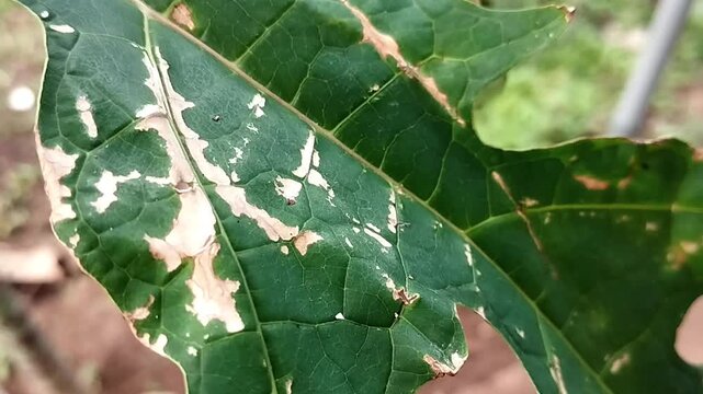 A single daun is captured in a static close-up view, showing a damaged and uneven structure. The leaf surface includes visible tears, holes, and irregular contours with clear vein patterns. 