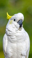 Obraz premium Close-up portrait of a Sulphur-crested Cockatoo (Cacatua galerita) with a vibrant yellow crest and white feathers