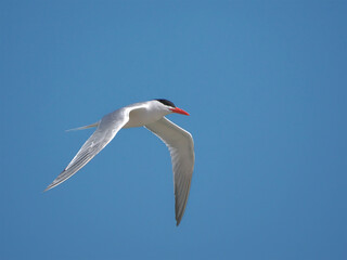 Fototapeta premium Elegant tern silver white shore bird inflight black cap orange bill against blue sky. 