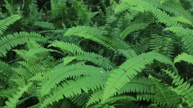 Tropical Fern and Variegated Plant on Dark Pebble Background with Natural Light