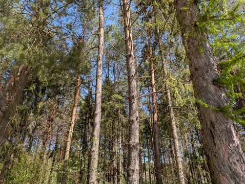 Tall pine trees reaching into blue spring sky viewed from below
