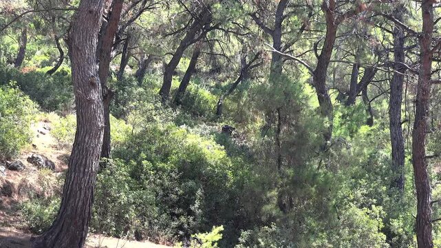 Wildlife photographer and cinematographer wearing camouflage documents birds quietly inside forest. Stealthy birdwatcher captures nature moments among trees during field observation.