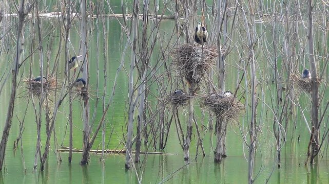 Heron bird nests rest on dry leafless tree branches standing above calm lake water. Breeding rookery holds avian homes over flooded habitat where waders shelter in safety.