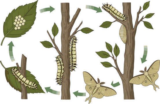 Detailed educational vector illustration showing moth life cycle stages including eggs on leaf caterpillar pupa and adult moth.