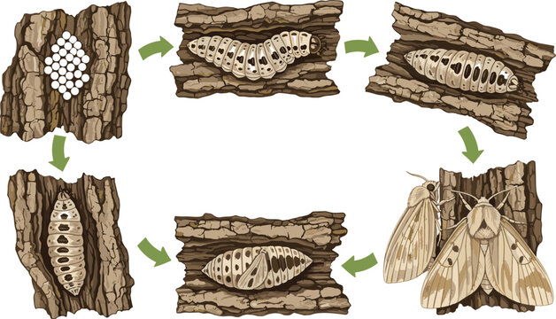 Life cycle vector illustration of a moth showing egg caterpillar pupa and adult stages on tree bark texture