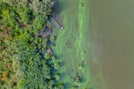 Aerial view of toxic cyanobacteria bloom polluting water surface at Nove Mlyny reservoir, South Moravia, Czech Republic, showing environmental damage and water contamination.
